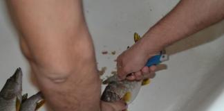 Ëmbëlsira peshku Pollock me thekon tërshërë në tenxhere të ngadaltë Koteleta pike me tërshërë