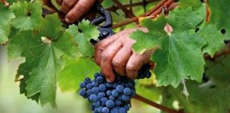 Jednoduchý recept na domácí výrobu černého hroznového vína