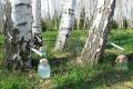 methods of harvesting, canning, drinks from birch sap